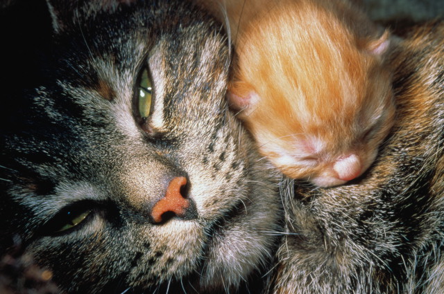 Беременность у кошки
